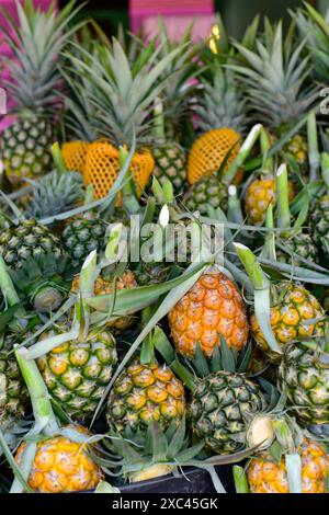 Gros plan de la variété d'ananas fraîchement mûr (ananas comosus) beaucoup de fruits d'ananas. Commerce de gros et de détail de fruits exotiques. Mise au point sélective. Banque D'Images