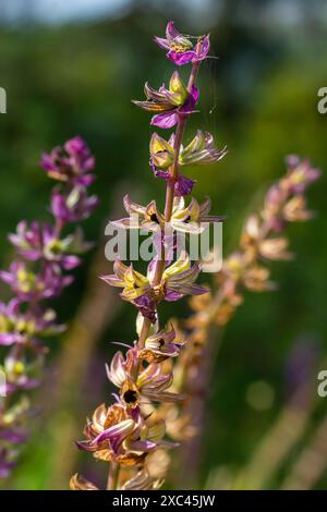 Fleurs bleu violet foncé, Salvia nemorosa Ostfriesland. Fleur violette haute. Salvia, Nepeta. Balkan Clary - Salvia sylvestris. Banque D'Images