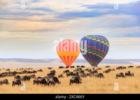 Montgolfières se lever sur un troupeau de Gnou bleu (Connochaetes taurinus) dans la savane en début de matinée, Masai Mara, Kenya Banque D'Images