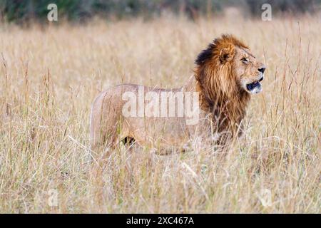 Un magnifique lion mâle adulte (Panthera leo) se dresse dans de longues herbes à Masai Mara, au Kenya Banque D'Images