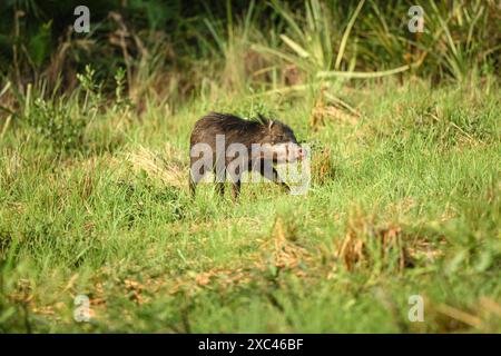 Pécaire à lèvres blanches (Tayassu pecari) vu à Caiman Lodge dans le sud du Pantanal, Brésil (Estância Caiman, Zona rural Miranda, Mato Grosso do Sul) Banque D'Images