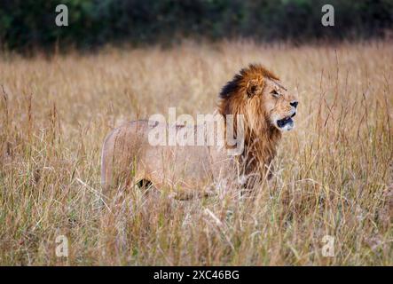 Un magnifique lion mâle adulte (Panthera leo) se dresse dans de longues herbes à Masai Mara, au Kenya Banque D'Images