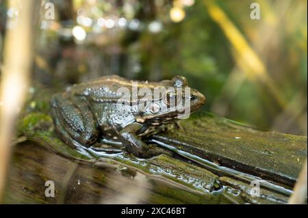 Aga toad, bufo marinus assis sur une bûche d'arbre, habitant d'amphibiens dans le système écologique des zones humides, Haff Reimech Banque D'Images