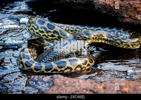 Un anaconda jaune (Eunectes notaeus) dévore sa proie, un gros poisson, Caiman Lodge, sud du Pantanal, Mato Grosso do Sul, Brésil Banque D'Images