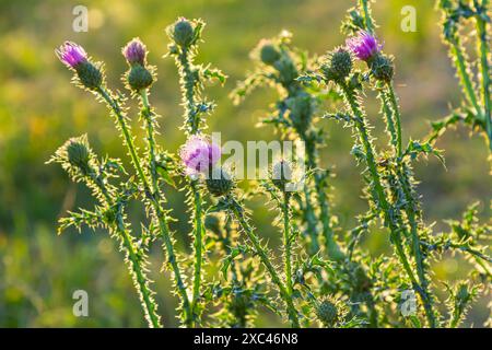 Cirsium vulgare, lance le chardon, chardon vulgaire, commun Chardon, chardon de courte durée avec des plantes à tiges garnies d'épines et de feuilles, de fleurs de mauve rose Banque D'Images