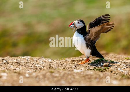 Un macareux (Fratercula arctica) étire ses ailes à l'atterrissage avec un bec rempli d'anguilles de sable sur Skomer, une île côtière du Pembrokeshire connue pour sa faune Banque D'Images