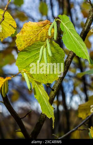 Feuilles aux couleurs automnales sur une noisette de sorcière,dans un jardin. Banque D'Images