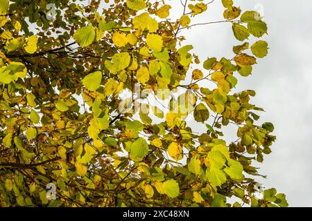 Feuilles aux couleurs automnales sur une noisette de sorcière,dans un jardin. Banque D'Images