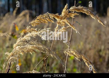 Inflorescence du bois petit roseau Calamagrostis épigejos sur un pré. Banque D'Images