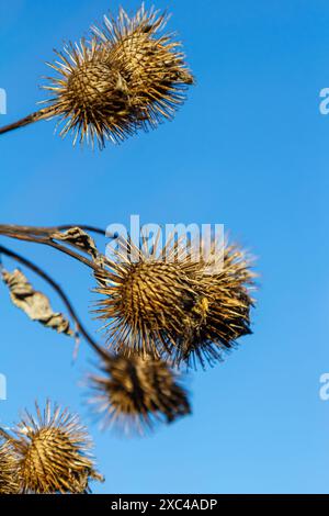 Arctium lappa, têtes de graines sèches de moindre erdock. Arctium moins, automne dans la prairie avec des fleurs séchées terdock, communément appelé plus grand terrier, comestible Banque D'Images