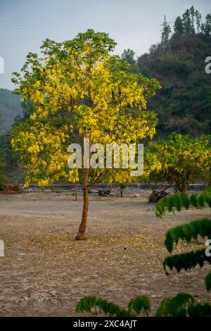 Gulmohar, jaune flamboyant, arbres de gousse de cuivre dans les forêts de l'Uttarakhand. Flore vibrante. Paysage indien. Biodiversité. Paysage naturel. Banque D'Images