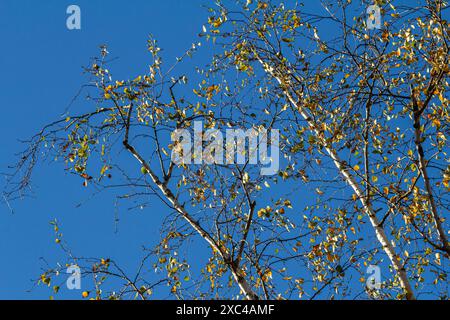 Belles feuilles d'automne colorées. Automne, belle journée ensoleillée dans l'après-midi. Sommet de la canopée. Grand bouleau. Banque D'Images