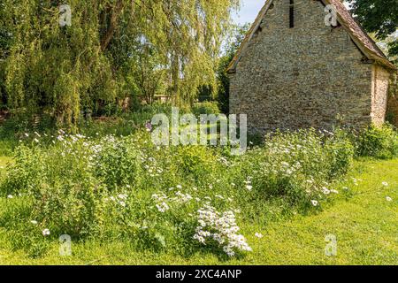 Marguerites à côté d'une ancienne dépendance à Kelmscott Manor, maison de William Morris, Oxfordshire, Angleterre Royaume-Uni Banque D'Images