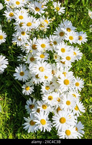 Marguerites Oxeye (Leucanthemum vulgare) fin mai dans l'Oxfordshire, Angleterre Royaume-Uni Banque D'Images