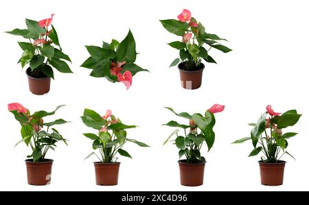 Différentes vues de fleur d'anthurium en pot isolé sur fond blanc de studio Banque D'Images