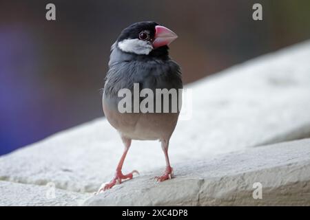 Un moineau Java adulte est montré en plein air dans une vue rapprochée pendant la journée, sur Big Island à Hawaï. Banque D'Images