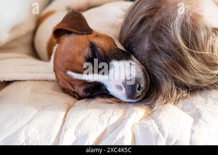 Mignon Jack Russell Terrier chiot dort sur le canapé avec une fille. Journée des amis Banque D'Images