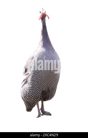 Les Guineafowl sont des oiseaux de la famille des Numididae dans l'ordre des Galliformes. Ils sont endémiques de l'Afrique Banque D'Images