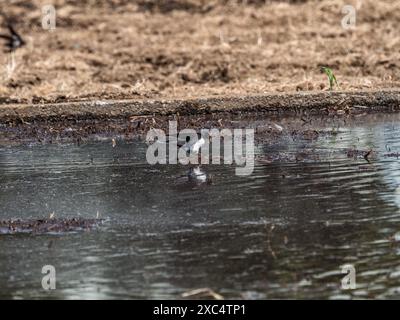 Un groupe d'hirondelles de grange mangent des insectes de l'eau et de la boue d'une rizière fraîchement préparée dans une petite ferme près de Yokohama, au Japon Banque D'Images