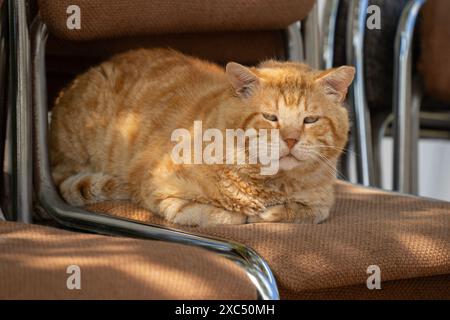 Portrait d'un vieux chat tabby au gingembre, se prélassant au soleil sur une pile de chaises. Banque D'Images