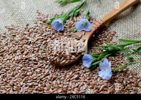 Les graines de lin reposent dans une cuillère en bois sur une toile de jute rugueuse et des fleurs de lin bleu. Banque D'Images