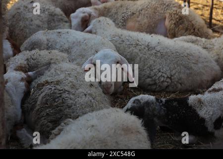 Les éleveurs attendent pour vendre les quelques animaux qu'ils ont sur le marché du bétail alors que Gaza fait face à une crise animale sacrificielle au milieu des attaques israéliennes devant l'Aïd al-Adha les éleveurs attendent pour vendre les quelques animaux qu'ils ont sur le marché du bétail alors que Gaza fait face à une crise animale sacrificielle au milieu des attaques israéliennes devant l’Aïd al-Adha à Deir al-Balah, Gaza, le 14 juin 2024. L'Aïd al-Adha est une fête religieuse très appréciée dans la communauté musulmane. Elle implique le sacrifice d'un animal acceptable du point de vue rituel, comme une vache, un mouton, une chèvre ou un chameau. En raison de la politique d'Israël contre la bande de Gaza, l'animal Banque D'Images