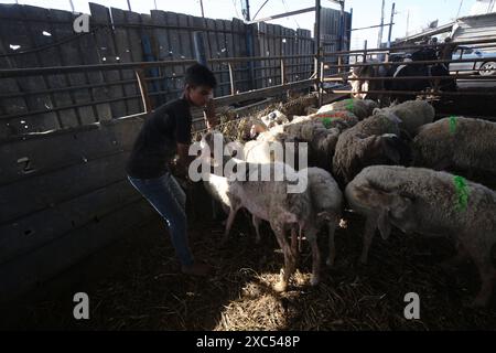 Les éleveurs attendent pour vendre les quelques animaux qu'ils ont sur le marché du bétail alors que Gaza fait face à une crise animale sacrificielle au milieu des attaques israéliennes devant l'Aïd al-Adha les éleveurs attendent pour vendre les quelques animaux qu'ils ont sur le marché du bétail alors que Gaza fait face à une crise animale sacrificielle au milieu des attaques israéliennes devant l’Aïd al-Adha à Deir al-Balah, Gaza, le 14 juin 2024. L'Aïd al-Adha est une fête religieuse très appréciée dans la communauté musulmane. Elle implique le sacrifice d'un animal acceptable du point de vue rituel, comme une vache, un mouton, une chèvre ou un chameau. En raison de la politique d'Israël contre la bande de Gaza, l'animal Banque D'Images