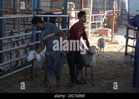 Les éleveurs attendent pour vendre les quelques animaux qu'ils ont sur le marché du bétail alors que Gaza fait face à une crise animale sacrificielle au milieu des attaques israéliennes devant l'Aïd al-Adha les éleveurs attendent pour vendre les quelques animaux qu'ils ont sur le marché du bétail alors que Gaza fait face à une crise animale sacrificielle au milieu des attaques israéliennes devant l’Aïd al-Adha à Deir al-Balah, Gaza, le 14 juin 2024. L'Aïd al-Adha est une fête religieuse très appréciée dans la communauté musulmane. Elle implique le sacrifice d'un animal acceptable du point de vue rituel, comme une vache, un mouton, une chèvre ou un chameau. En raison de la politique d'Israël contre la bande de Gaza, l'animal Banque D'Images