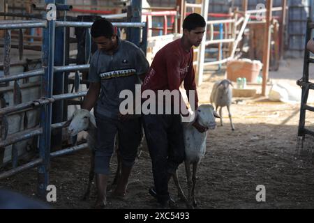 Les éleveurs attendent pour vendre les quelques animaux qu'ils ont sur le marché du bétail alors que Gaza fait face à une crise animale sacrificielle au milieu des attaques israéliennes devant l'Aïd al-Adha les éleveurs attendent pour vendre les quelques animaux qu'ils ont sur le marché du bétail alors que Gaza fait face à une crise animale sacrificielle au milieu des attaques israéliennes devant l’Aïd al-Adha à Deir al-Balah, Gaza, le 14 juin 2024. L'Aïd al-Adha est une fête religieuse très appréciée dans la communauté musulmane. Elle implique le sacrifice d'un animal acceptable du point de vue rituel, comme une vache, un mouton, une chèvre ou un chameau. En raison de la politique d'Israël contre la bande de Gaza, l'animal Banque D'Images