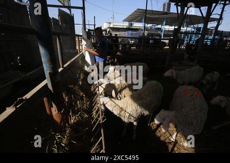 Les éleveurs attendent pour vendre les quelques animaux qu'ils ont sur le marché du bétail alors que Gaza fait face à une crise animale sacrificielle au milieu des attaques israéliennes devant l'Aïd al-Adha les éleveurs attendent pour vendre les quelques animaux qu'ils ont sur le marché du bétail alors que Gaza fait face à une crise animale sacrificielle au milieu des attaques israéliennes devant l’Aïd al-Adha à Deir al-Balah, Gaza, le 14 juin 2024. L'Aïd al-Adha est une fête religieuse très appréciée dans la communauté musulmane. Elle implique le sacrifice d'un animal acceptable du point de vue rituel, comme une vache, un mouton, une chèvre ou un chameau. En raison de la politique d'Israël contre la bande de Gaza, l'animal Banque D'Images