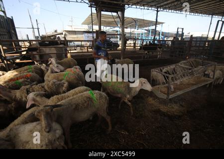 Les éleveurs attendent pour vendre les quelques animaux qu'ils ont sur le marché du bétail alors que Gaza fait face à une crise animale sacrificielle au milieu des attaques israéliennes devant l'Aïd al-Adha les éleveurs attendent pour vendre les quelques animaux qu'ils ont sur le marché du bétail alors que Gaza fait face à une crise animale sacrificielle au milieu des attaques israéliennes devant l’Aïd al-Adha à Deir al-Balah, Gaza, le 14 juin 2024. L'Aïd al-Adha est une fête religieuse très appréciée dans la communauté musulmane. Elle implique le sacrifice d'un animal acceptable du point de vue rituel, comme une vache, un mouton, une chèvre ou un chameau. En raison de la politique d'Israël contre la bande de Gaza, l'animal Banque D'Images