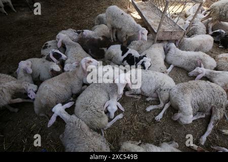 Les éleveurs attendent pour vendre les quelques animaux qu'ils ont sur le marché du bétail alors que Gaza fait face à une crise animale sacrificielle au milieu des attaques israéliennes devant l'Aïd al-Adha les éleveurs attendent pour vendre les quelques animaux qu'ils ont sur le marché du bétail alors que Gaza fait face à une crise animale sacrificielle au milieu des attaques israéliennes devant l’Aïd al-Adha à Deir al-Balah, Gaza, le 14 juin 2024. L'Aïd al-Adha est une fête religieuse très appréciée dans la communauté musulmane. Elle implique le sacrifice d'un animal acceptable du point de vue rituel, comme une vache, un mouton, une chèvre ou un chameau. En raison de la politique d'Israël contre la bande de Gaza, l'animal Banque D'Images