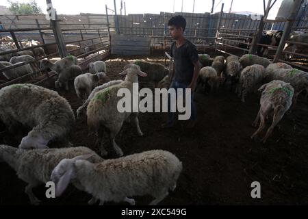 Les éleveurs attendent pour vendre les quelques animaux qu'ils ont sur le marché du bétail alors que Gaza fait face à une crise animale sacrificielle au milieu des attaques israéliennes devant l'Aïd al-Adha les éleveurs attendent pour vendre les quelques animaux qu'ils ont sur le marché du bétail alors que Gaza fait face à une crise animale sacrificielle au milieu des attaques israéliennes devant l’Aïd al-Adha à Deir al-Balah, Gaza, le 14 juin 2024. L'Aïd al-Adha est une fête religieuse très appréciée dans la communauté musulmane. Elle implique le sacrifice d'un animal acceptable du point de vue rituel, comme une vache, un mouton, une chèvre ou un chameau. En raison de la politique d'Israël contre la bande de Gaza, l'animal Banque D'Images