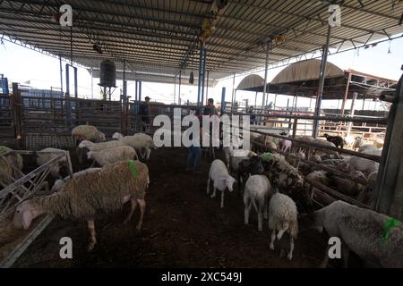 Les éleveurs attendent pour vendre les quelques animaux qu'ils ont sur le marché du bétail alors que Gaza fait face à une crise animale sacrificielle au milieu des attaques israéliennes devant l'Aïd al-Adha les éleveurs attendent pour vendre les quelques animaux qu'ils ont sur le marché du bétail alors que Gaza fait face à une crise animale sacrificielle au milieu des attaques israéliennes devant l’Aïd al-Adha à Deir al-Balah, Gaza, le 14 juin 2024. L'Aïd al-Adha est une fête religieuse très appréciée dans la communauté musulmane. Elle implique le sacrifice d'un animal acceptable du point de vue rituel, comme une vache, un mouton, une chèvre ou un chameau. En raison de la politique d'Israël contre la bande de Gaza, l'animal Banque D'Images