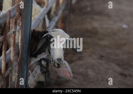 Les éleveurs attendent pour vendre les quelques animaux qu'ils ont sur le marché du bétail alors que Gaza fait face à une crise animale sacrificielle au milieu des attaques israéliennes devant l'Aïd al-Adha les éleveurs attendent pour vendre les quelques animaux qu'ils ont sur le marché du bétail alors que Gaza fait face à une crise animale sacrificielle au milieu des attaques israéliennes devant l’Aïd al-Adha à Deir al-Balah, Gaza, le 14 juin 2024. L'Aïd al-Adha est une fête religieuse très appréciée dans la communauté musulmane. Elle implique le sacrifice d'un animal acceptable du point de vue rituel, comme une vache, un mouton, une chèvre ou un chameau. En raison de la politique d'Israël contre la bande de Gaza, l'animal Banque D'Images