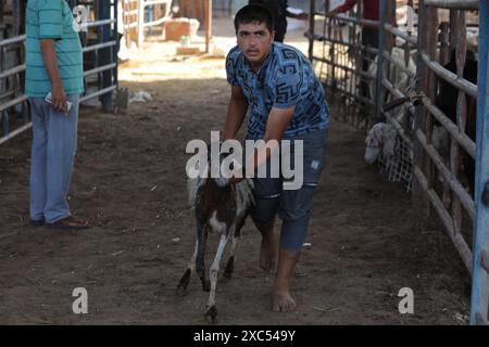 Les éleveurs attendent pour vendre les quelques animaux qu'ils ont sur le marché du bétail alors que Gaza fait face à une crise animale sacrificielle au milieu des attaques israéliennes devant l'Aïd al-Adha les éleveurs attendent pour vendre les quelques animaux qu'ils ont sur le marché du bétail alors que Gaza fait face à une crise animale sacrificielle au milieu des attaques israéliennes devant l’Aïd al-Adha à Deir al-Balah, Gaza, le 14 juin 2024. L'Aïd al-Adha est une fête religieuse très appréciée dans la communauté musulmane. Elle implique le sacrifice d'un animal acceptable du point de vue rituel, comme une vache, un mouton, une chèvre ou un chameau. En raison de la politique d'Israël contre la bande de Gaza, l'animal Banque D'Images