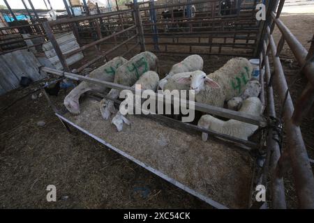 Les éleveurs attendent pour vendre les quelques animaux qu'ils ont sur le marché du bétail alors que Gaza fait face à une crise animale sacrificielle au milieu des attaques israéliennes devant l'Aïd al-Adha les éleveurs attendent pour vendre les quelques animaux qu'ils ont sur le marché du bétail alors que Gaza fait face à une crise animale sacrificielle au milieu des attaques israéliennes devant l’Aïd al-Adha à Deir al-Balah, Gaza, le 14 juin 2024. L'Aïd al-Adha est une fête religieuse très appréciée dans la communauté musulmane. Elle implique le sacrifice d'un animal acceptable du point de vue rituel, comme une vache, un mouton, une chèvre ou un chameau. En raison de la politique d'Israël contre la bande de Gaza, l'animal Banque D'Images