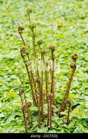 Fougère mâle (dryopteris filix-mas), gros plan d'une couronne de frondes de la plante grandissant à travers une mer de feuilles, se déployant au printemps. Banque D'Images