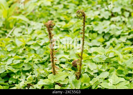 Fougère mâle (dryopteris filix-mas), gros plan montrant deux frondes de la plante grandissant à travers une mer de feuilles, se déployant au printemps. Banque D'Images