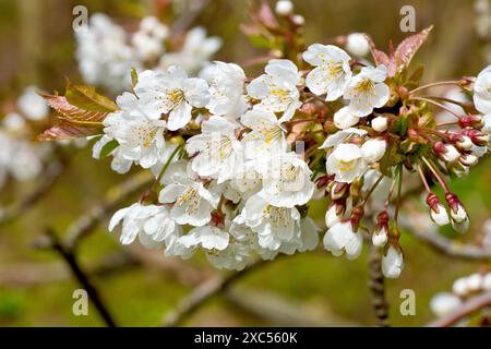 Cerise sauvage (prunus avium), gros plan sur les fleurs ou la fleur de l'arbre commun, les pétales endommagés par la pluie et le soleil chaud du printemps. Banque D'Images