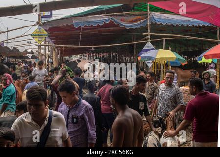Dhaka, Bangladesh. 14 juin 2024. Des Bangladais vus sur un marché au bétail avant le festival musulman de l'Aïd al-Adha ou le 'Festival du sacrifice'. Les musulmans du monde entier se préparent à célébrer la fête annuelle de l'Aïd-al-Adha, ou la Fête du sacrifice, qui marque la fin du pèlerinage du Hadj à la Mecque et en commémoration de la volonté du prophète Abraham de sacrifier son fils pour montrer l'obéissance à Dieu. (Photo de Sazzad Hossain/SOPA images/SIPA USA) crédit : SIPA USA/Alamy Live News Banque D'Images