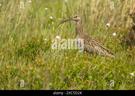 Curlew, nom scientifique, Numenius Arquata. Adulte Eurasion Curlew se tenait sur la lagune de Grouse gérée en été, Yorkshire Dales, pris de la fenêtre de la voiture, Banque D'Images