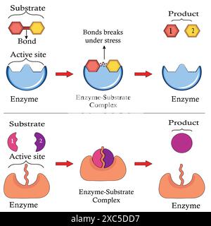 Mécanisme d'action des enzymes. Les réactifs de substrat pénètrent dans le site actif de l'enzyme. La réaction chimique crée des produits. Illustration de Vecteur