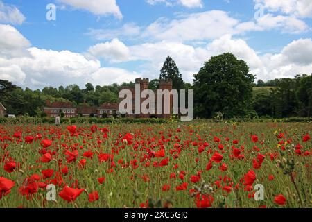 Lullingstone, Kent, Angleterre, Royaume-Uni. 14 juin 2024. Une exposition glorieuse de coquelicots et de fleurs sauvages à Lullingstone dans le Kent. Cette prairie de fleurs d'été offre une vue sur la campagne du Kent et le château de Lullingstone. Crédit : Julia Gavin/Alamy Live News Banque D'Images