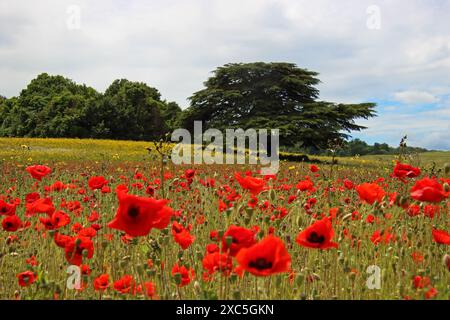 Lullingstone, Kent, Angleterre, Royaume-Uni. 14 juin 2024. Une exposition glorieuse de coquelicots et de fleurs sauvages à Lullingstone dans le Kent. Cette prairie de fleurs d'été offre une vue sur la campagne du Kent et le château de Lullingstone. Crédit : Julia Gavin/Alamy Live News Banque D'Images