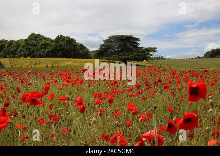 Lullingstone, Kent, Angleterre, Royaume-Uni. 14 juin 2024. Une exposition glorieuse de coquelicots et de fleurs sauvages à Lullingstone dans le Kent. Cette prairie de fleurs d'été offre une vue sur la campagne du Kent et le château de Lullingstone. Crédit : Julia Gavin/Alamy Live News Banque D'Images