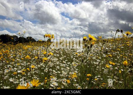 Lullingstone, Kent, Angleterre, Royaume-Uni. 14 juin 2024. Une exposition glorieuse de coquelicots et de fleurs sauvages à Lullingstone dans le Kent. Cette prairie de fleurs d'été offre une vue sur la campagne du Kent et le château de Lullingstone. Crédit : Julia Gavin/Alamy Live News Banque D'Images