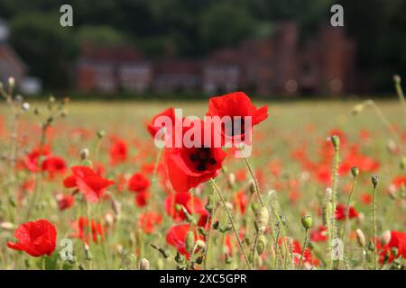 Lullingstone, Kent, Angleterre, Royaume-Uni. 14 juin 2024. Une exposition glorieuse de coquelicots et de fleurs sauvages à Lullingstone dans le Kent. Cette prairie de fleurs d'été offre une vue sur la campagne du Kent et le château de Lullingstone. Crédit : Julia Gavin/Alamy Live News Banque D'Images