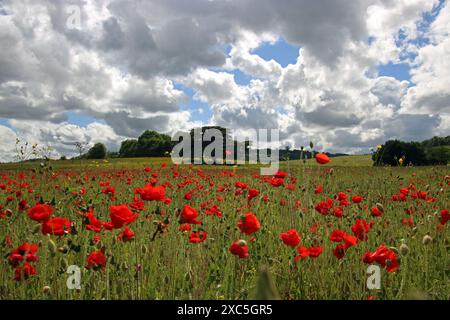 Lullingstone, Kent, Angleterre, Royaume-Uni. 14 juin 2024. Une exposition glorieuse de coquelicots et de fleurs sauvages à Lullingstone dans le Kent. Cette prairie de fleurs d'été offre une vue sur la campagne du Kent et le château de Lullingstone. Crédit : Julia Gavin/Alamy Live News Banque D'Images