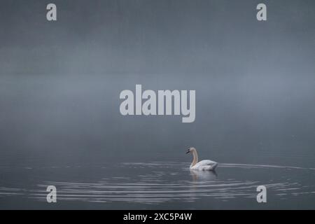 Cygne muet sur un mystérieux lac brumeux ressemblant à un conte de fées à l'aube Banque D'Images